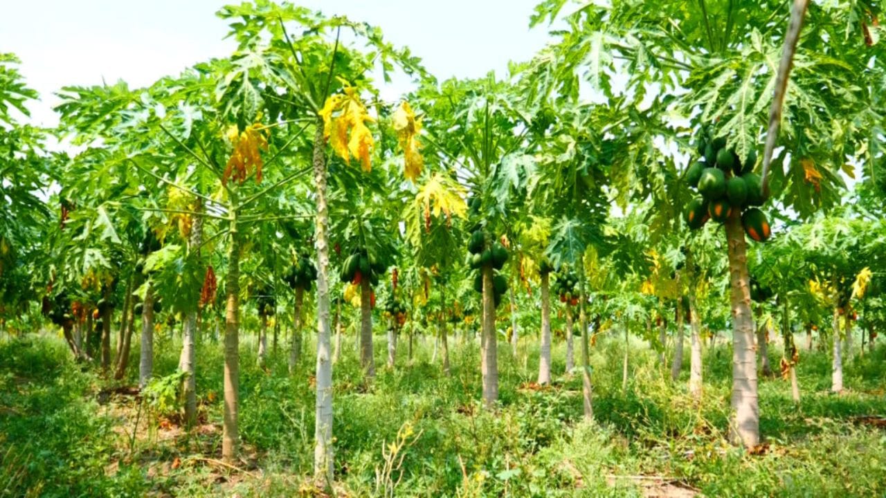 Telangana: బొప్పాయి తోటలోంచి ఏడుపు శబ్ధాలు.. ఏంటని వెళ్లి చూడగా