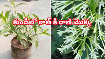 కుండీలో రాత్ కీ రాణి మొక్కను ఇలా పెంచితే.. మీ ఇల్లు రాత్రంతా