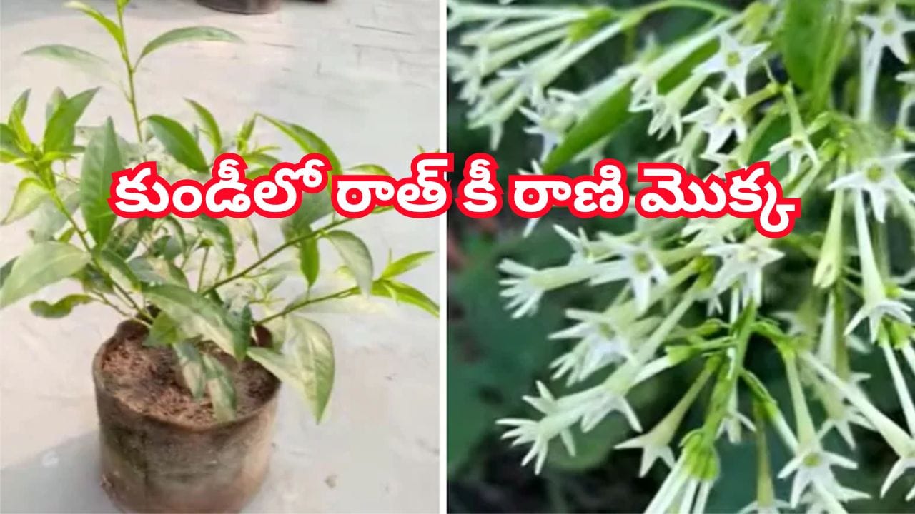 కుండీలో రాత్ కీ రాణి మొక్కను ఇలా పెంచితే.. మీ ఇల్లు రాత్రంతా పరిమళభరితం!