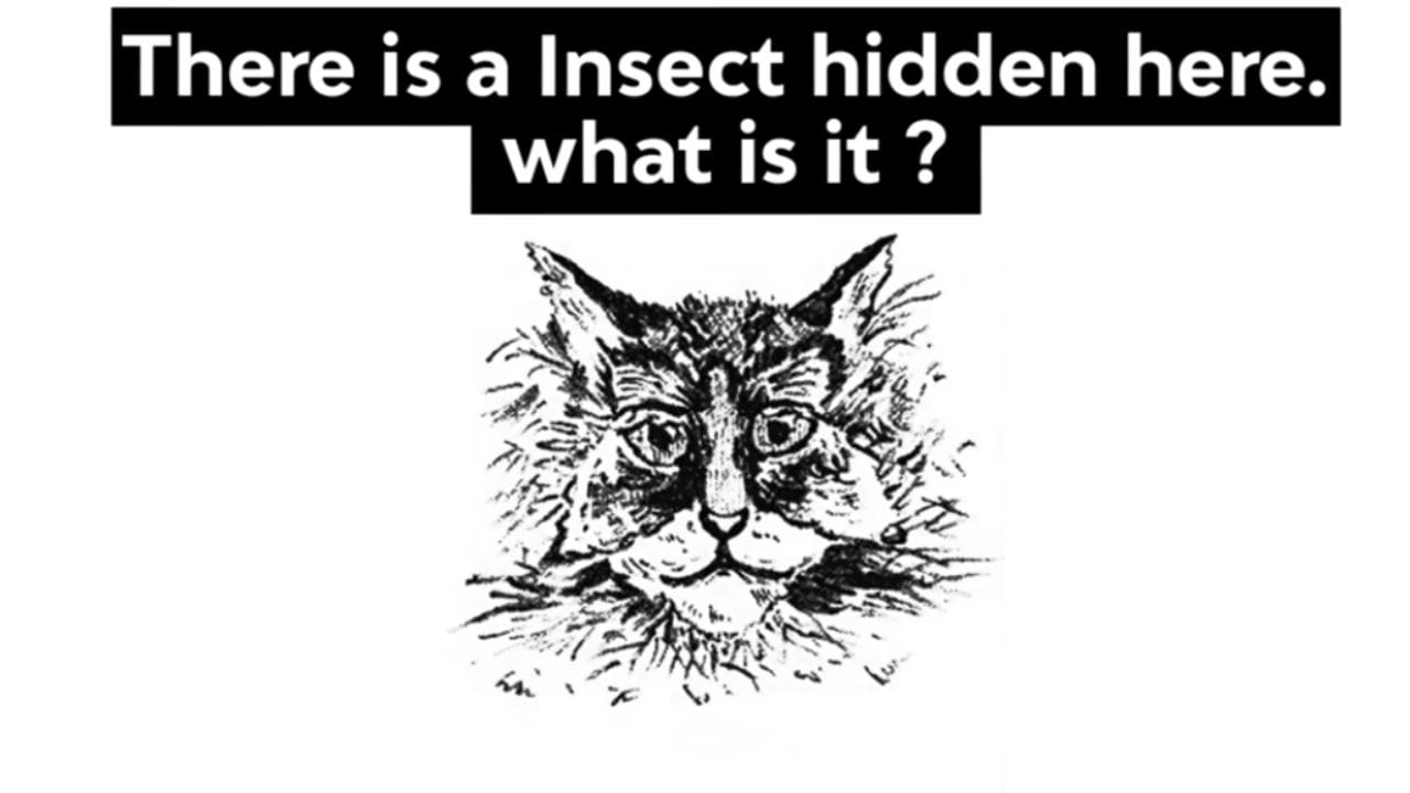 Optical Illusion Test (1)