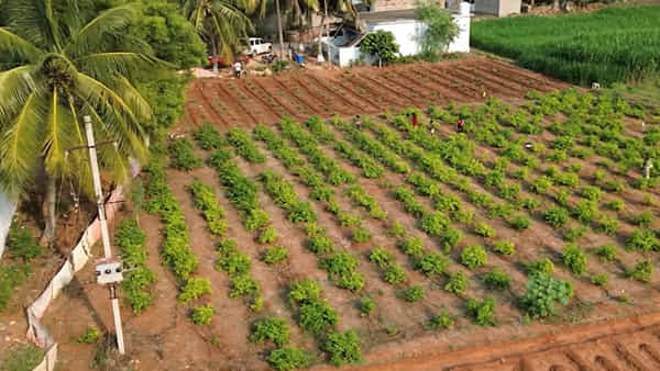 Kadapa: పావు ఎకరంలో ఈ తోట వేసిన రైతు.. రోజూ రూ.1000 స్థిరమైన ఆదాయం..