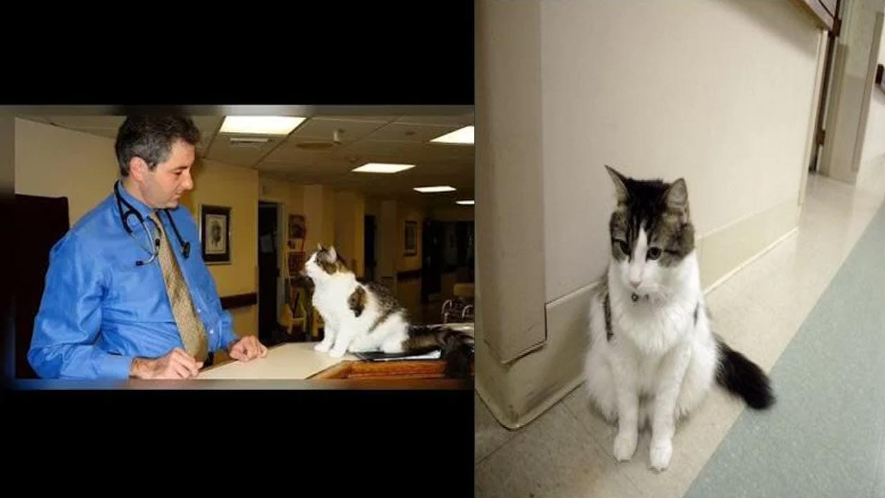 Oscar Cat Death Prediction