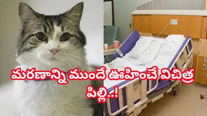 మరణాన్ని ముందే ఊహించే విచిత్ర పిల్లి.. 100 మందికి పైగా రోగుల చావు