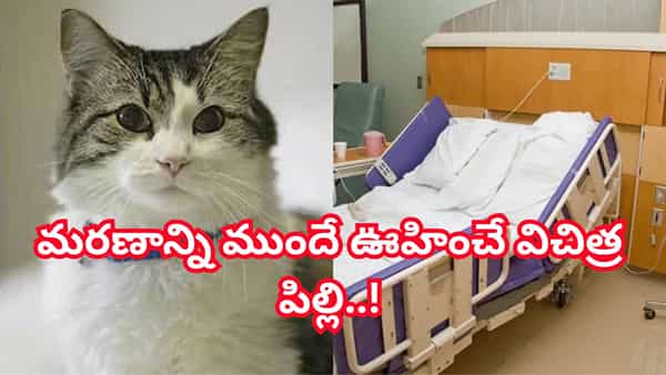 మరణాన్ని ముందే ఊహించే విచిత్ర పిల్లి.. 100 మందికి పైగా రోగుల చావును అంచనా వేసిన ఆస్కార్ యథార్థ కథ!