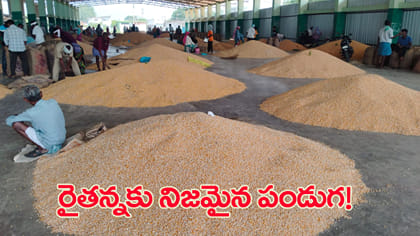 రికార్డు ధర పలికిన ధాన్యం.. ఏకంగా క్వింటా రూ.5,016!