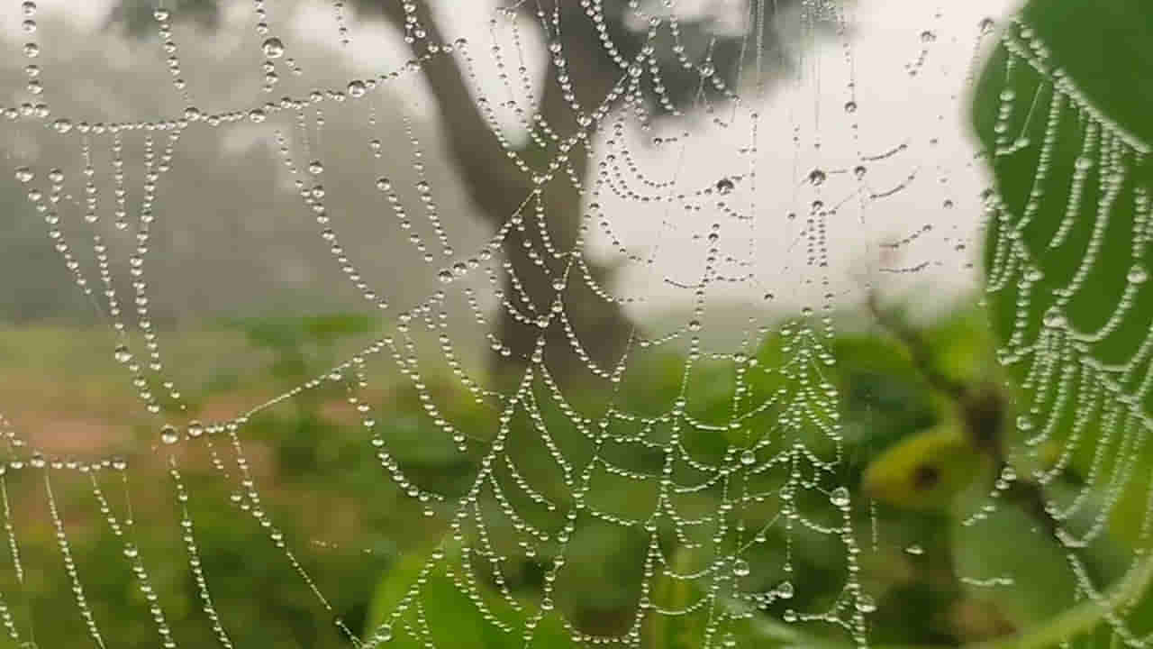 Andhra: అంతటా ఎండలతో అల్లాడిపోతుంటే.. ఏపీలోని ఈ ప్రాంతంలో మాత్రం పొగమంచు సోయగాలు