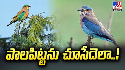 పాలపిట్టను చూసేదెలా.. దాన్ని పట్టుకుంటే జైలుకే