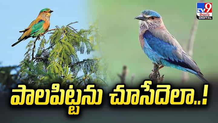 పాలపిట్టను చూసేదెలా.. దాన్ని పట్టుకుంటే జైలుకే పాలపిట్టను చూసేదెలా.. దాన్ని పట్టుకుంటే జైలుకే