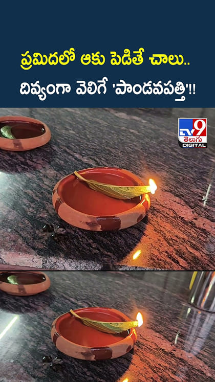 ప్రమిదలో ఆకు పెడితే చాలు.. దివ్యంగా వెలిగే పాండవపత్తి