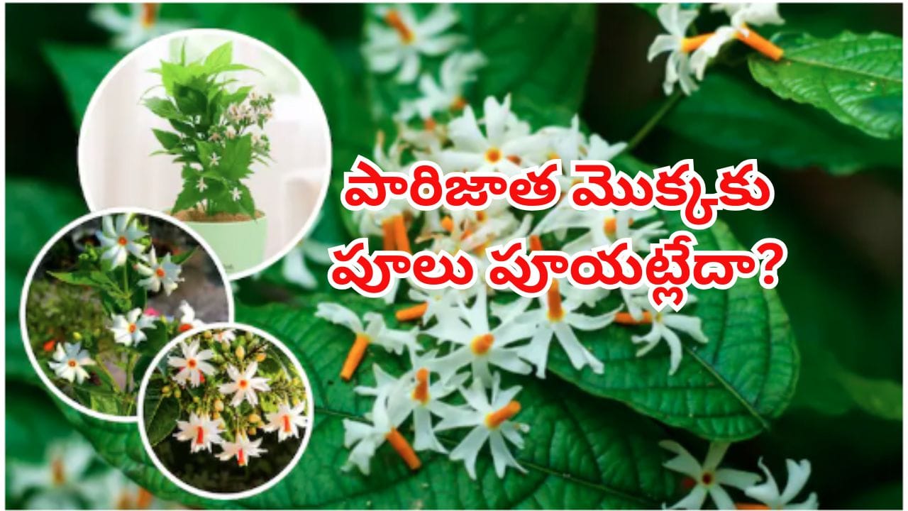 పారిజాత మొక్కకు పూలు పూయట్లేదా? ఈ 3 సాధారణ పొరపాట్లు అస్సలు చేయకండి!