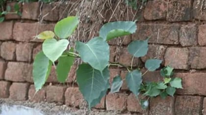 వాస్తు శాస్త్రం: ఇంట్లో రావి చెట్టు పెరగడం శుభమా? అశుభమా?