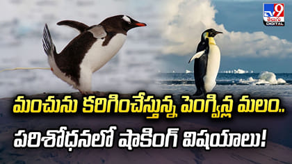 మంచును కరిగించేస్తున్న పెంగ్విన్ల మలం..