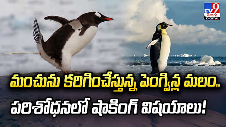 మంచును కరిగించేస్తున్న పెంగ్విన్ల మలం.. పరిశోధనలో షాకింగ్ విషయాలు! మంచును కరిగించేస్తున్న పెంగ్విన్ల మలం.. పరిశోధనలో షాకింగ్ విషయాలు!