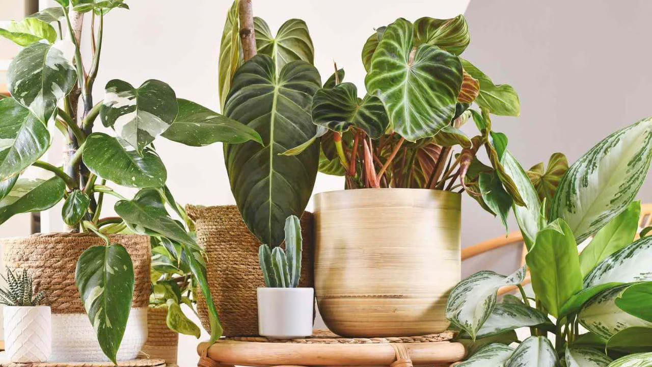 Plants 1