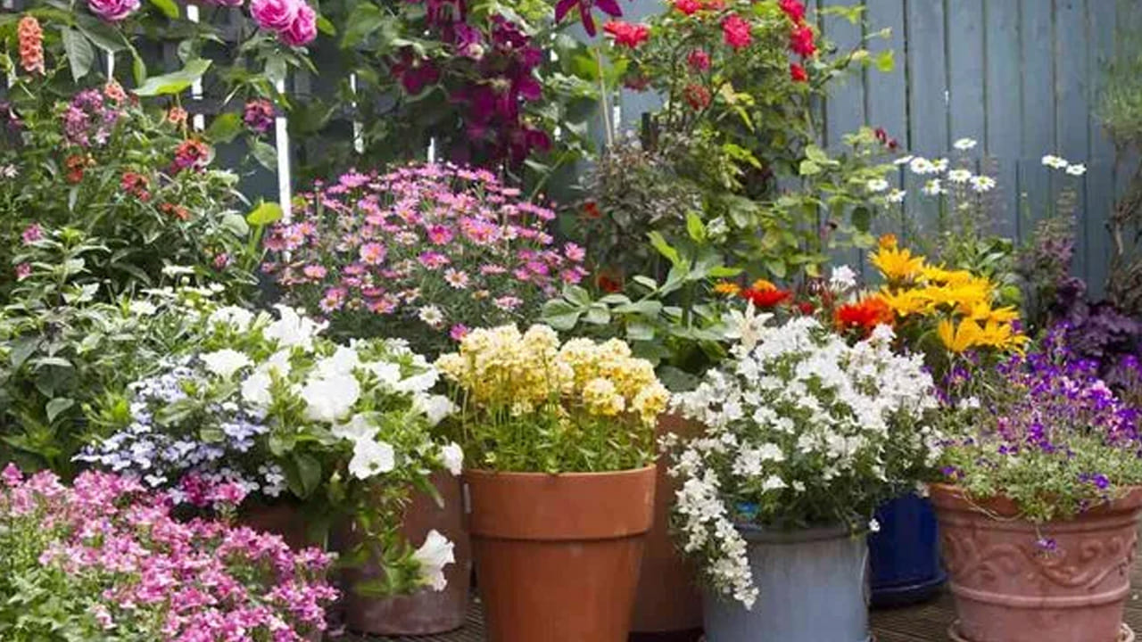 Plants 2
