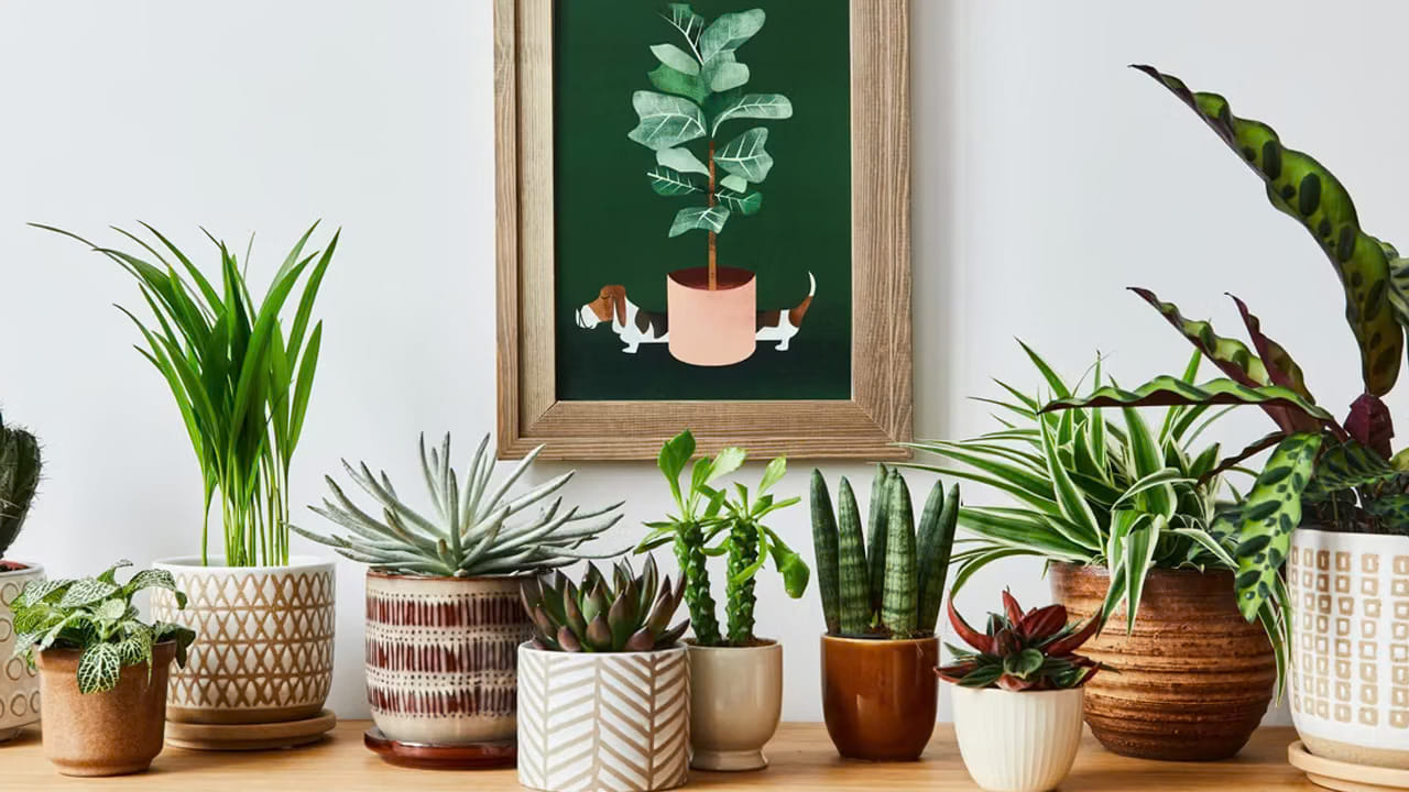 Plants