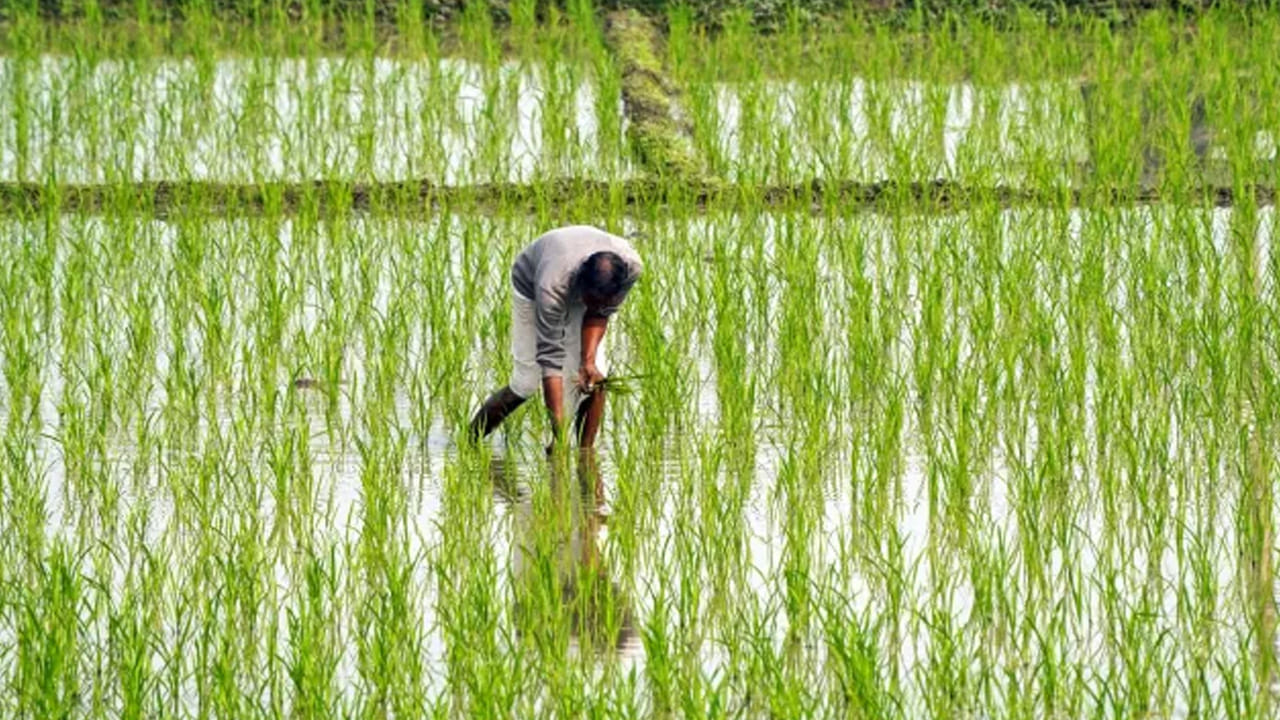 అలాగే భూమి రికార్డులు సరిగ్గా ఉండేలా చూసుకోవాలి. ఇందుకోసం పీఎం కిసాన్ వెబ్ సైట్లోకి వెళ్లి మీ బెనిఫిషియరీ స్టేటస్ చెక్ చేసుకోవాలి. భూమి రికార్డులు సీడింగ్ అయ్యాయా.. లేదా అనేది అక్కడ కనిపిస్తుంది. ఏమైనా తప్పులు ఉంటే వెంటనే మార్చుకోవాలి. వివరాల్లో తప్పులు ఉన్నాయో.. లేదో తనిఖీ చేసుకోండి.