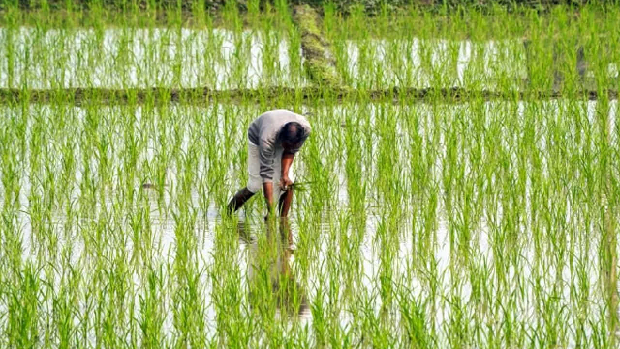 అలాగే భూమి రికార్డులు సరిగ్గా ఉండేలా చూసుకోవాలి. ఇందుకోసం పీఎం కిసాన్ వెబ్ సైట్లోకి వెళ్లి మీ బెనిఫిషియరీ స్టేటస్ చెక్ చేసుకోవాలి. భూమి రికార్డులు సీడింగ్ అయ్యాయా.. లేదా అనేది అక్కడ కనిపిస్తుంది. ఏమైనా తప్పులు ఉంటే వెంటనే మార్చుకోవాలి. వివరాల్లో తప్పులు ఉన్నాయో.. లేదో తనిఖీ చేసుకోండి.