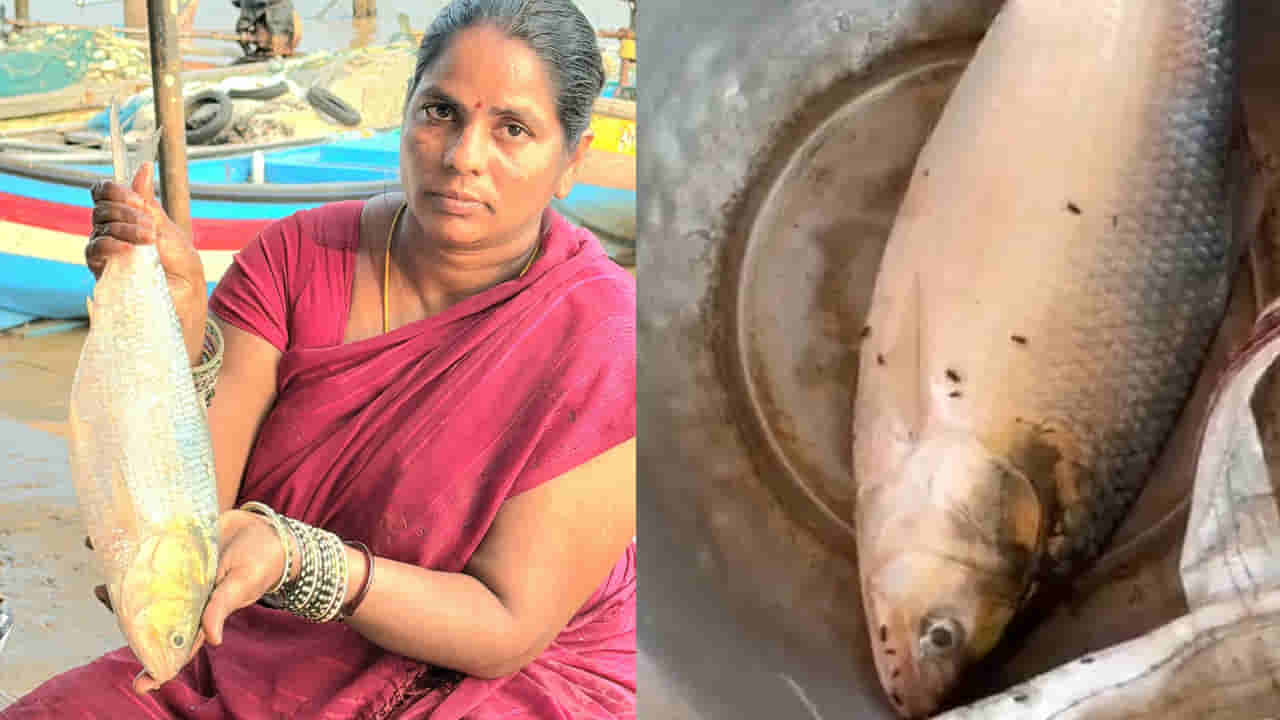 Pulasa Fish: కిలోంపావు పులస చిక్కింది.. వేలంలో ఎంత పలికిందంటే..?