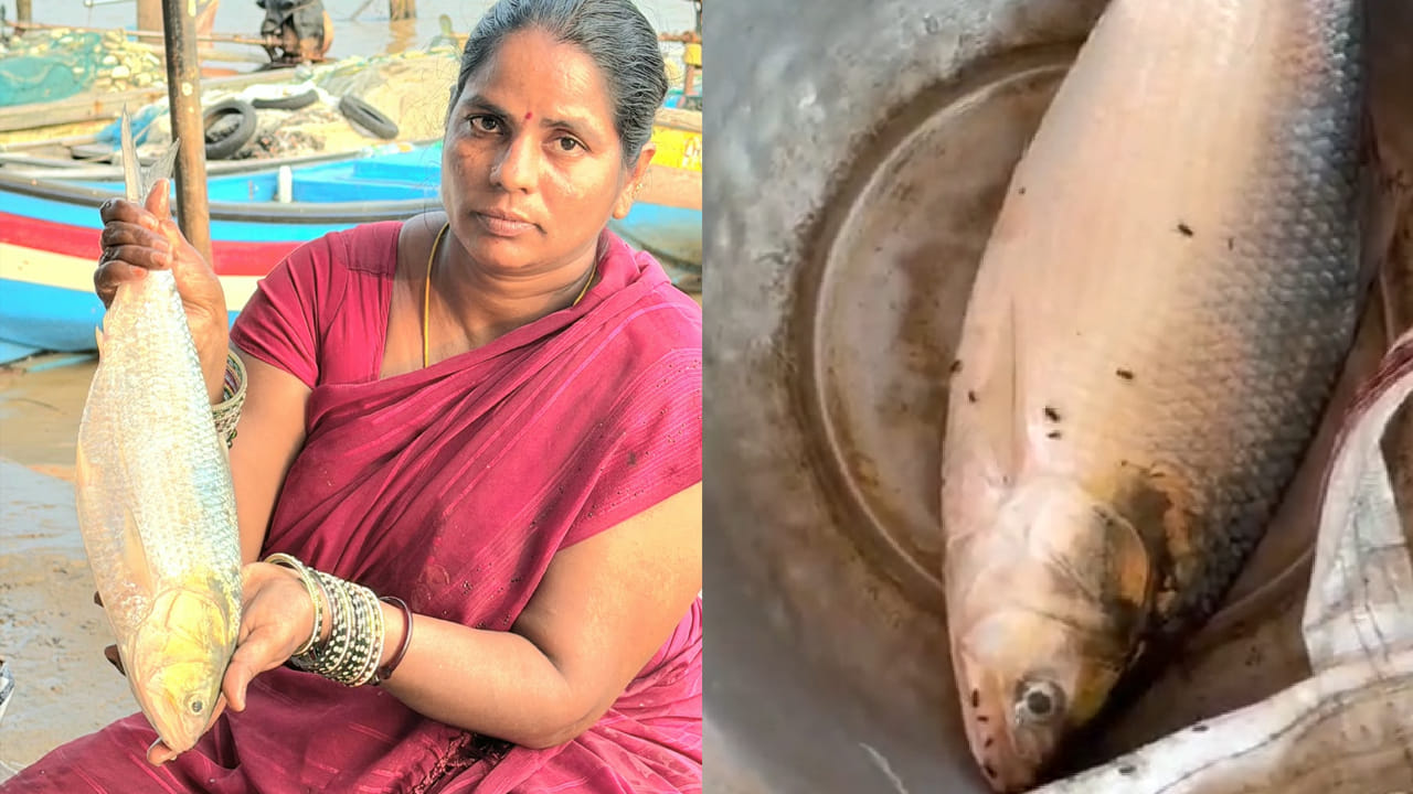 Pulasa Fish: కిలోంపావు పులస చిక్కింది.. వేలంలో ఎంత పలికిందంటే..?