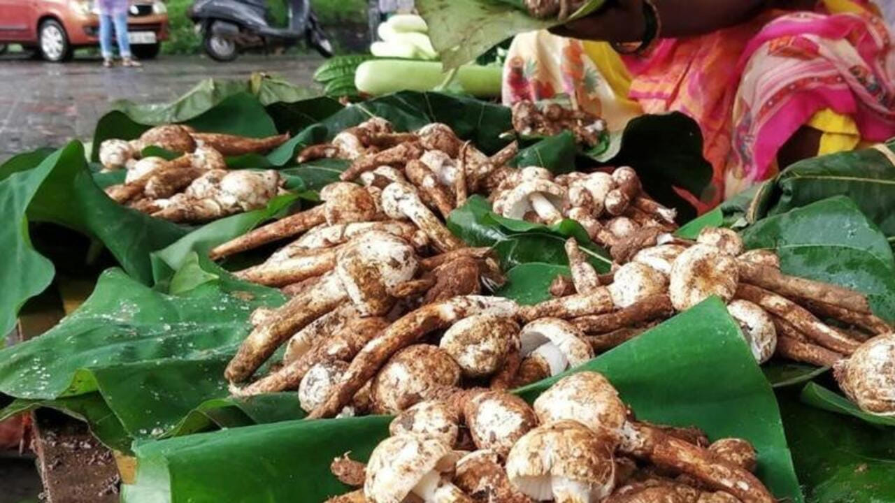 వర్షాకాలంలో అడవుల్లో ఇది సహజంగా పెరుగుతుంది. దీంతో చాలా మంది అడవికి వెళ్లి దీనిని సేకరించి, మార్కెట్లో అమ్ముతూ ఎక్కువ మొత్తంలో ఆదాయం పొందుతుంటారు. వీటికి చాలా డిమాండ్ ఉండటం వలన ఎక్కువ మంది దీనిని అమ్ముతుంటారు. అయితే వీటిని ఎక్కువగా ఇష్టపడటానికి కారణం ఇందులో ప్రోటీన్, ఇతర పోషకాలు ఎక్కువగా ఉండటం. ముఖ్యంగా వెజ్ ప్రియులకు ఇది చాలా బెస్ట్ అని చెప్పాలి.
