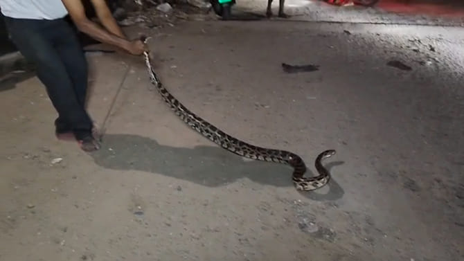 ఈ కొండచిలువ ఏంట్రా బాబు.. ఇంత దూకుడుగా ఉంది..