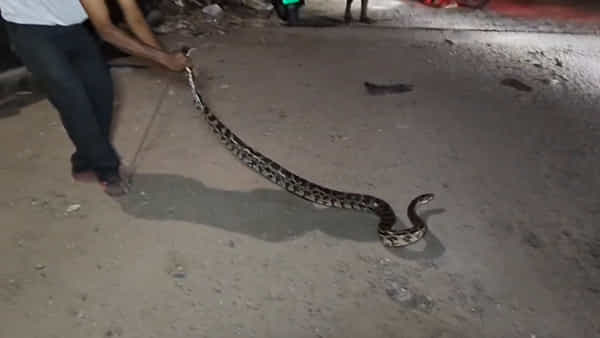 Andhra: కొండచిలువే.. కానీ రక్తపింజర లాంటి దూకుడు.. వీడియో చూస్తే షాకే..