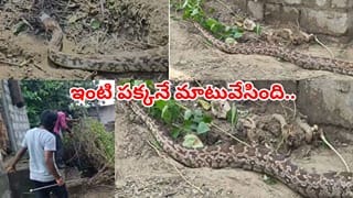 ఓర్నాయనో.. ఇదేంది ఇంతుంది.. ఇంటి పక్కనే తాపీగా బజ్జుంది.. ధైర్యముంటేనే చూడండి..