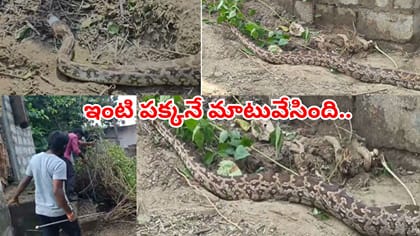 ఇంటి పక్కనే తాపీగా బజ్జుంది.. ధైర్యముంటేనే వీడియో చూడండి..