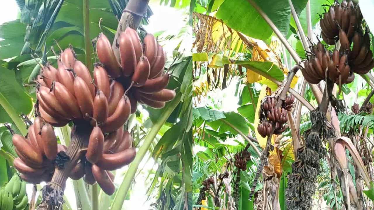 తన పంటను మార్కెట్లో అమ్మకుండా.. నేరుగా రిటైల్ ఔట్లెట్లకు సరఫరా చేయడం ప్రారంభించాడు. ఇలా తన నాలుగు ఎరకాల పొలంలో పండిన మొత్తం 60 టన్నుల ఎర్ర అరటిని పుణె, ముంబై, ఢిల్లీలోని రిలయన్స్, టాటా రిటైల్ ఔట్లెట్లకు నేరుగా సప్ల చేసి.. ఏకంగా రూ. 35 లక్షలకు పైగా సంపాధించాడు.