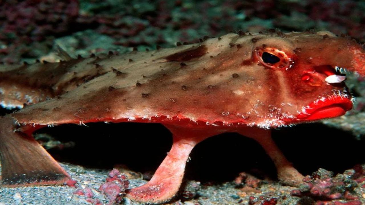 Red Lipped Batfish