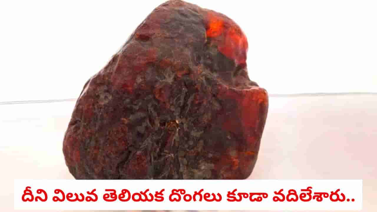 Ancient Amber: తలుపుకు అడ్డుగా పెట్టిన రాయి విలువ రూ.10 కోట్లు? దొంగలు కూడా వదిలేసిన డోర్స్టాప్ వెనుక కళ్లు చెదిరే మిస్టరీ!