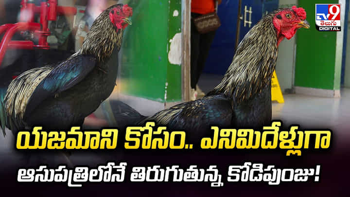 యజమాని కోసం.. ఎనిమిదేళ్లుగా ఆసుపత్రిలోనే తిరుగుతున్న కోడిపుంజు! యజమాని కోసం.. ఎనిమిదేళ్లుగా ఆసుపత్రిలోనే తిరుగుతున్న కోడిపుంజు!