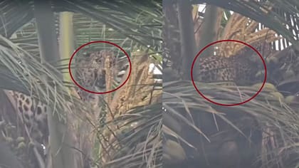 కోళ్ల కోసం వచ్చి కుక్కలకు దొరికిపోయిన చిరుత..