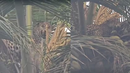 కోళ్ల కోసం వచ్చి కుక్కలకు దొరికిపోయిన చిరుత..
