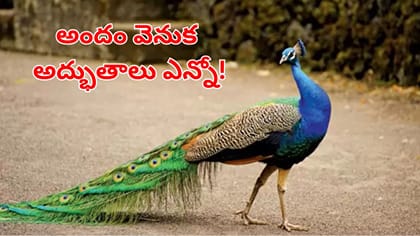 నెమలి గురించి అసలు విషయాలు తెలిస్తే ఆశ్చర్యపోవాల్సిందే!