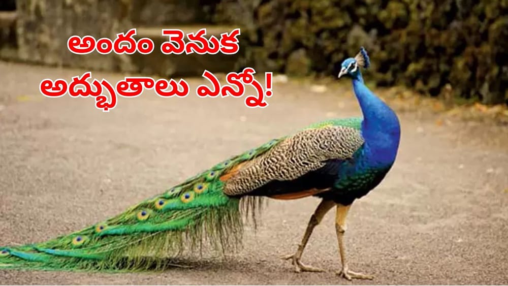 అందం చూసి మోసపోవద్దు.. నెమలి గురించి అసలు విషయాలు తెలిస్తే ఆశ్చర్యపోవాల్సిందే!