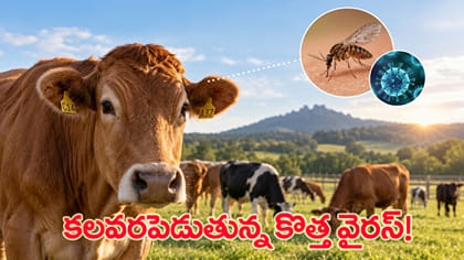ప్రపంచాన్ని కలవరపెడుతున్న కొత్త వైరస్‌?