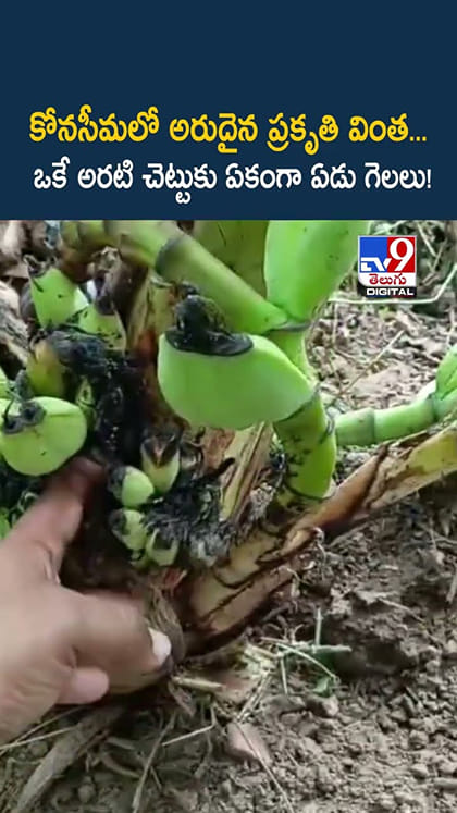కోనసీమలో అరుదైన ప్రకృతి వింత... ఒకే అరటి చెట్టుకు ఏకంగా ఏడు గెలలు!