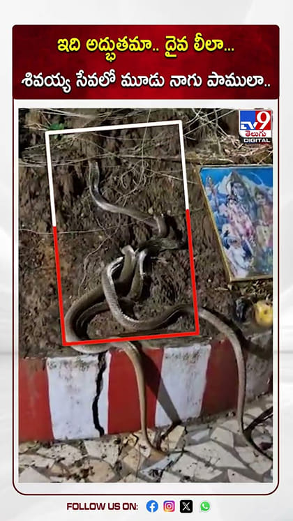 ఇది అద్భుతమా.. దైవ లీలా... శివయ్య సేవలో మూడు నాగు పాములా..