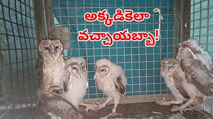 దీపావళికి ఇళ్లు క్లీన్ చేస్తున్న యజమాని.. కిటికీ ఓపెన్ చేయగా..