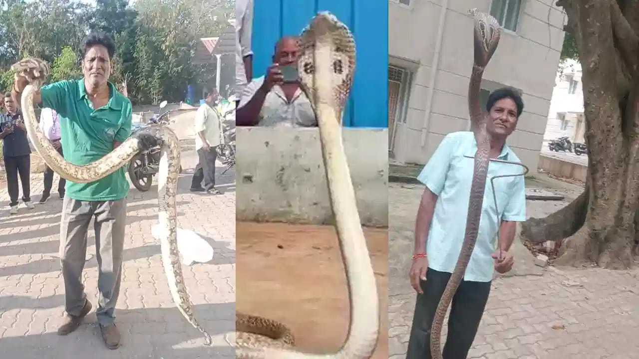 7 అడుగుల మేర ఉన్న జెర్రిపోతు ను చాకచక్యంగా బంధించాడు. సేఫ్ గా జర్రిపోతును శేషాచలం కొండల్లో వదిలి పెట్టాడు. దీంతో భక్తులు ఊపిరి పీల్చుకోగా ఆర్ బి సి సెంటర్ వద్ద కూడా నాగుపాము అలికిడి చేసింది. షెడ్డులోకి వెళ్లి అలికిడి చేసిన నాగుపాము పడగ విప్పి బుసలు కొట్టింది. నాగు పామును చాకచక్యంగా బంధించిన భాస్కర్ నాయుడు శేషాచలం అటవీ ప్రాంతంలో వదిలిపెట్టాడు.