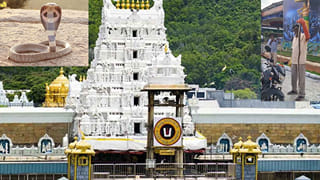 తిరుమలలో భక్తులను భయపెడుతున్న పాములు