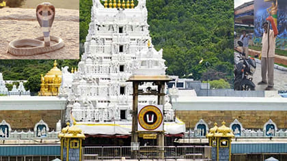 తిరుమలలో భక్తులను భయపెడుతున్న పాములు