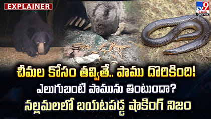 చీమల కోసం తవ్వితే.. పాము దొరికింది!నల్లమలలో బయటపడ్డ షాకింగ్ నిజం