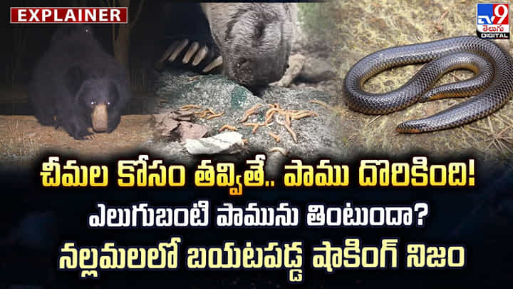 చీమల కోసం తవ్వితే.. పాము దొరికింది!నల్లమలలో బయటపడ్డ షాకింగ్ నిజం చీమల కోసం తవ్వితే.. పాము దొరికింది!నల్లమలలో బయటపడ్డ షాకింగ్ నిజం