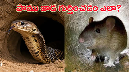 పాములు ఎక్కడ దాక్కుంటాయో తెలుసా?