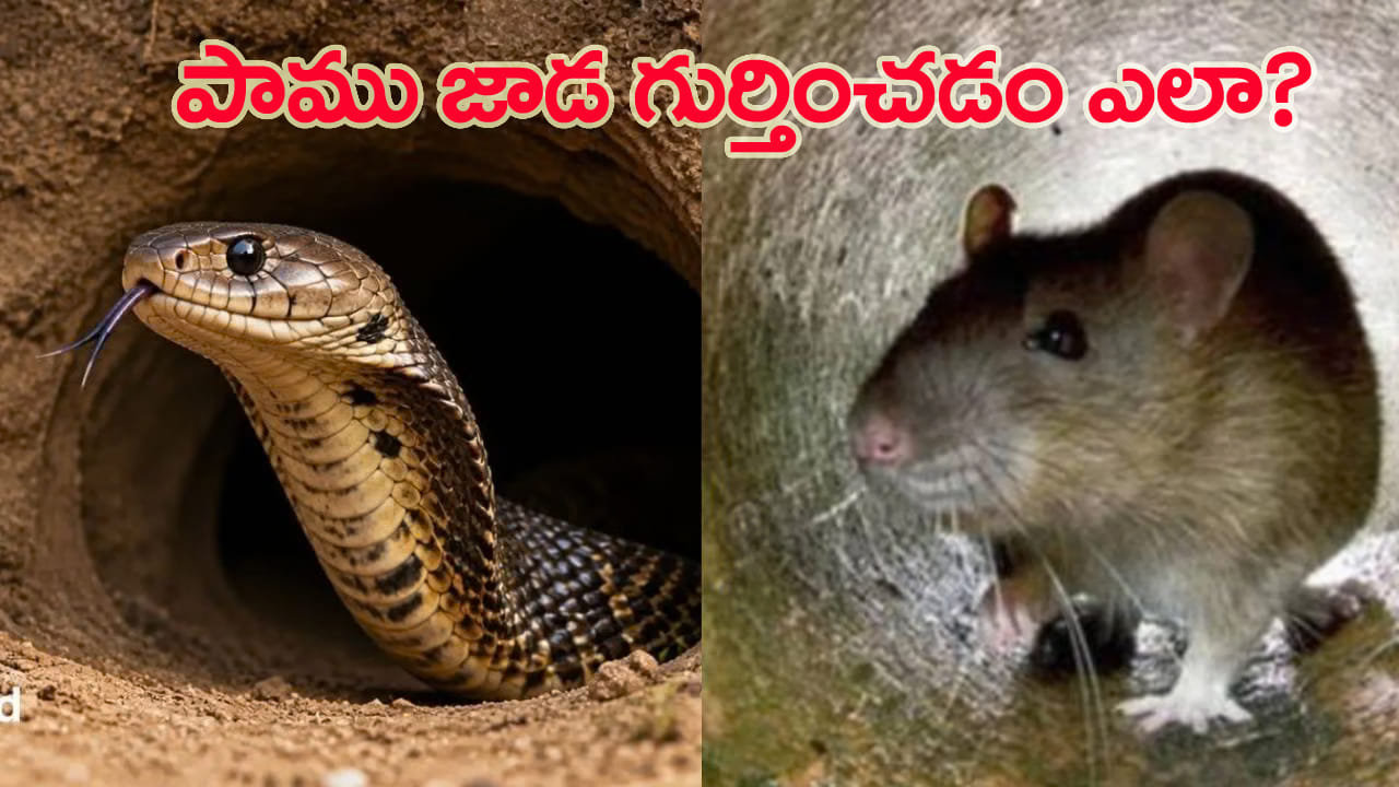 పాము బొరియనా? ఎలుక బొరియనా? ఈ గుర్తులు కనిపిస్తే జాగ్రత్త!