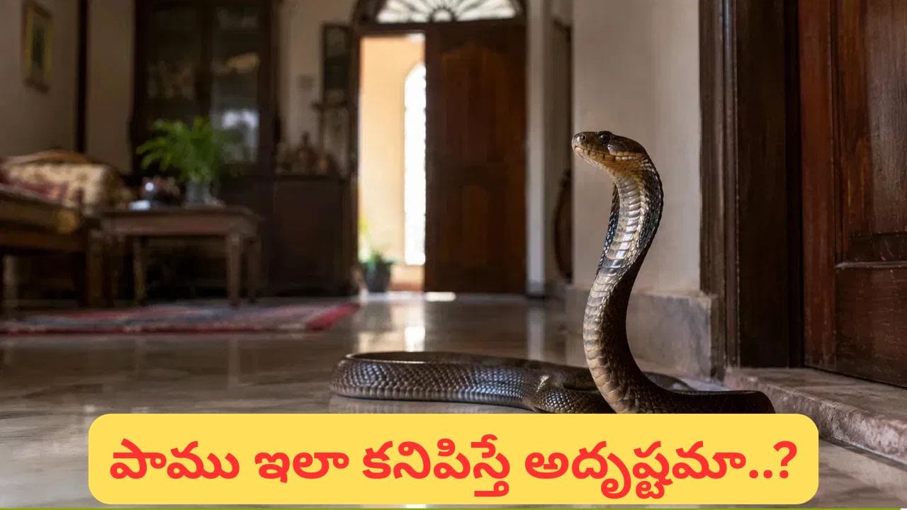 ఇంట్లోకి పాము వస్తే శుభమా? అశుభమా? రంగులను బట్టి ఫలితాలేంటో తెలుసుకోండి!