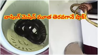 వాషింగ్‌ మెషీన్‌లో వింత శబ్ధాలు.. ఏంటా అని లోతుగా చూస్తే 7అడుగులు